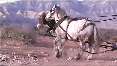 فيديو سكس في عربيه كارو